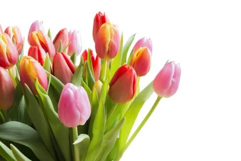 Spring color tulips Stock-Fotos