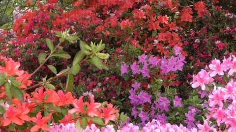 Spring. Colored flowers on the bushes. Stock Footage 74725628