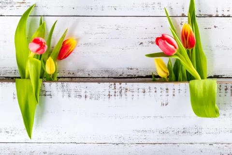 Spring colored tulips arranged between white rustic boards with copy space. Stock Photos