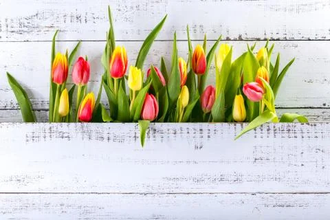 Spring colored tulips arranged between white rustic boards with copy space. Stock Photos