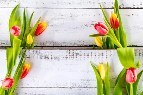 Spring colored tulips arranged between white rustic boards with copy space. Stock Photos