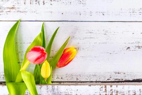 Spring colored tulips arranged between white rustic boards with copy space. Stock Photos