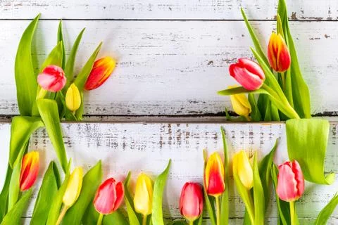 Spring colored tulips arranged between white rustic boards with copy space. Stock Photos