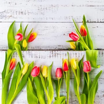 Spring colored tulips arranged between white rustic boards with copy space. Stock Photos