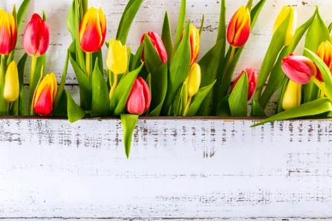 Spring colored tulips arranged between white rustic boards with copy space. Stock Photos