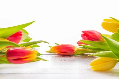 Spring colored tulips with copy space. Stock Photos