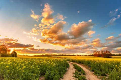 Spring colorful cloud sunset over colza field. Rural dirt road Stock Photos