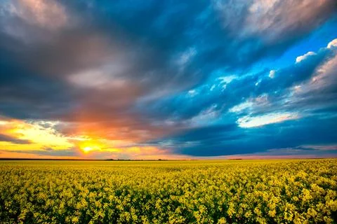 Spring colorful cloud sunset over colza field. Rural dirt road on blossom c.. Stock Photos