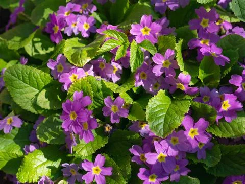 Spring colorful Primula flowers. Stock Photos