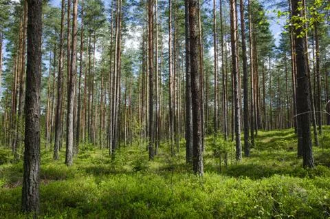 Spring colors in a coniferous forest Stock Photos