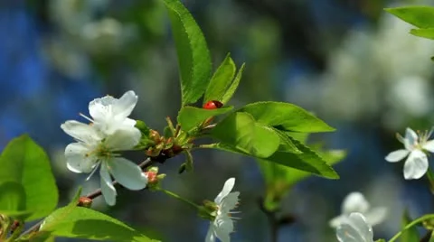 Spring colors Stock-Footage 10901679