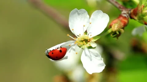 Spring colors Stock Footage 10901744