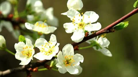 Spring colors Video stock 10901820