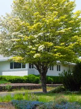 Spring colors, gresham or. Stock Photos