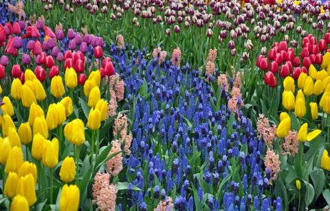 Spring colors Stock Photos