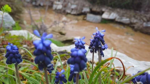 Spring Colors by the River Vidéo 332240886