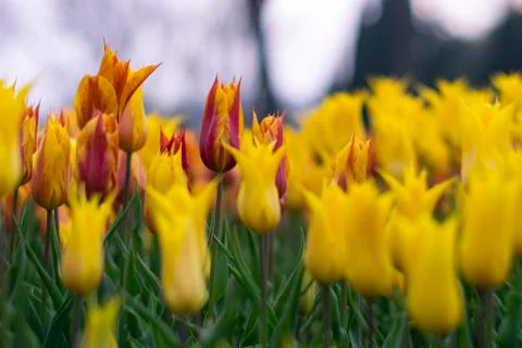 Spring colourful tulip Stock Photos