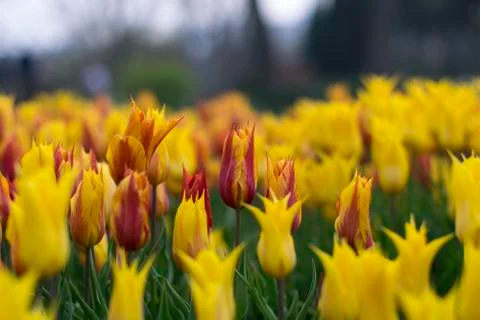 Spring colourful tulip Stock Photos