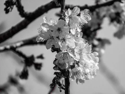 Spring colours 库存照片