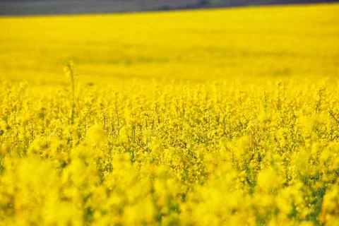 Spring colza fields. Blooming yellow flowers Stock Photos