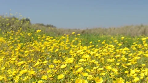 Spring comes coloring the fields yellow Stock Footage 152237167
