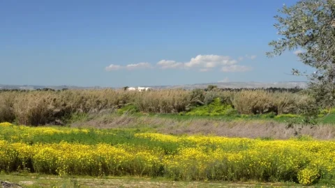 Spring comes coloring the fields yellow Stock Footage 152237197
