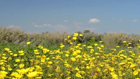 Spring comes coloring the fields yellow Stock Footage 152237222