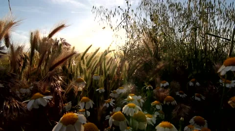 The spring comes to the field Stock Footage 51991131