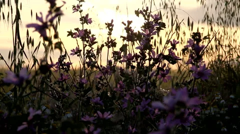 The spring comes to the field Stock Footage 51991255