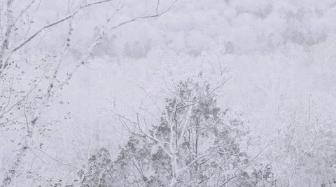 Spring Comes Redbud Winter Mammoth Cave National Park Season Change Stock Footage 49201857