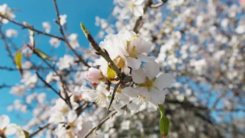 The Spring Coming On Almond Trees Stock Footage 264578892