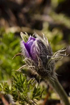 Spring is coming and the pasque flower is blooming Stock Photos