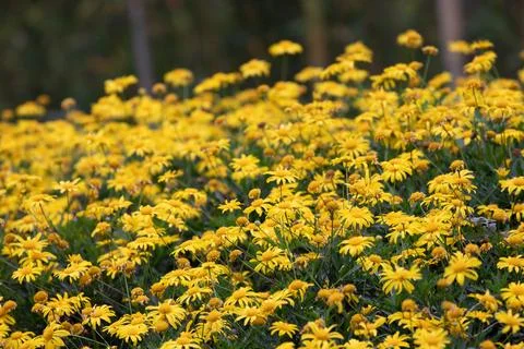 Spring is Coming , Beautiful Yellow Daisy Flowers in the park Stock Photos