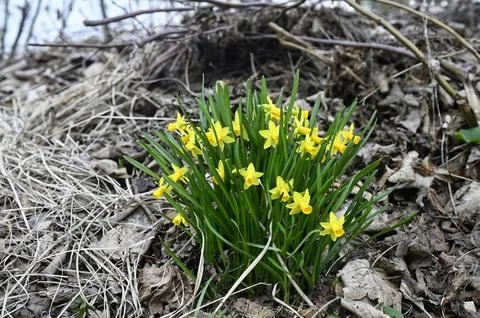 Spring is coming with colourful daffodils Stock Photos