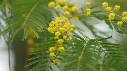 Spring Is Coming. Easter Concept. Beautiful Yellow Mimosa Small Flowers In Foto stock