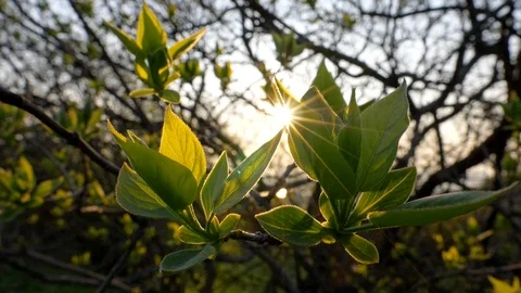 Spring coming. First beautiful green leaves appear on the tree during spring Video stock 106117962