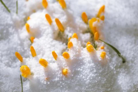 Spring is coming - the first buds in the snow Stock Photos