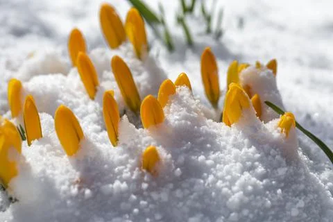 Spring is coming - the first buds in the snow Stock Photos