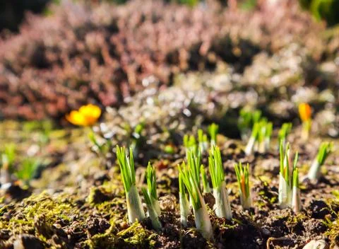 Spring is coming. The first yellow crocuses in my garden on a sunny day Stock Photos
