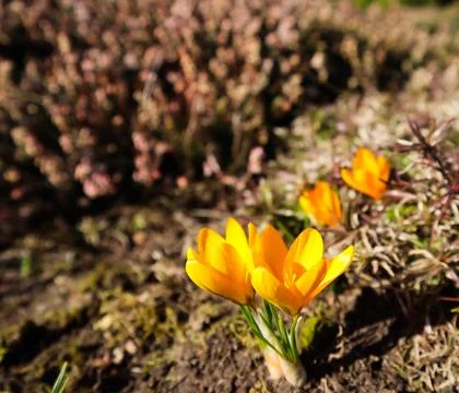 Spring is coming. The first yellow crocuses in my garden on a sunny day Stock Photos