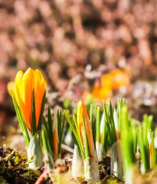 Spring is coming. The first yellow crocuses in my garden on a sunny day Stock Photos