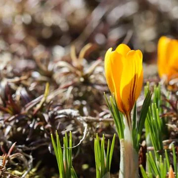 Spring is coming. The first yellow crocuses in my garden Stock Photos
