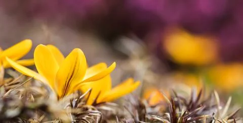 Spring is coming. The first yellow crocuses in my garden Stock Photos