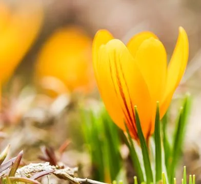 Spring is coming. The first yellow crocuses in my garden Stock Photos