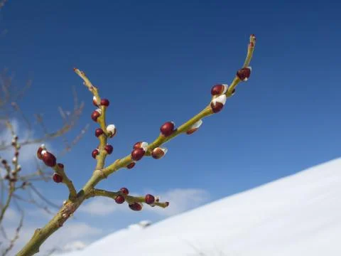 Spring is coming: fluffy buds on a willow  branch Stock Photos