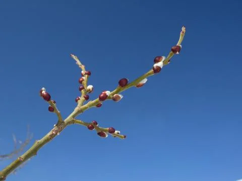 Spring is coming: fluffy buds on a willow  branch Stock Photos