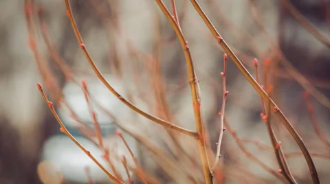 Spring coming Stock Footage 35344007