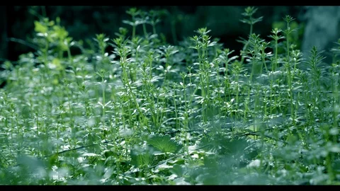 Spring is coming 스톡 동영상 126816959