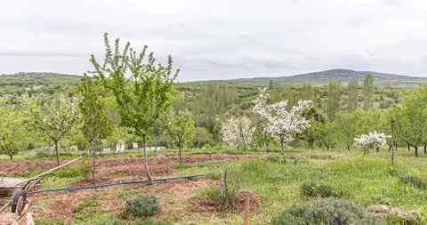 Spring is coming Stock Footage 241330490