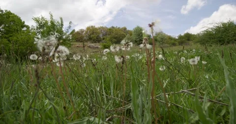 Spring is coming Stock Footage 241330497